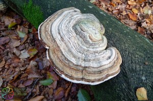 fomes fomentarius (1) (1000 x 667).jpg_product_product_product